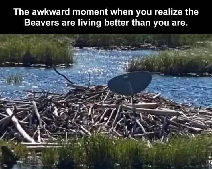Funny meme - #4 