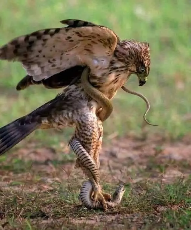 Picdump 549 - #26 