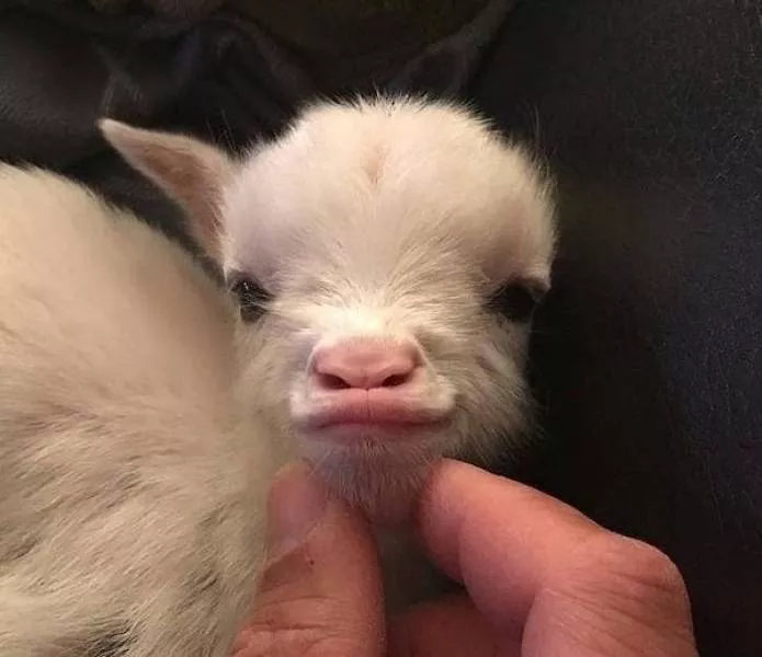 A very cute album
