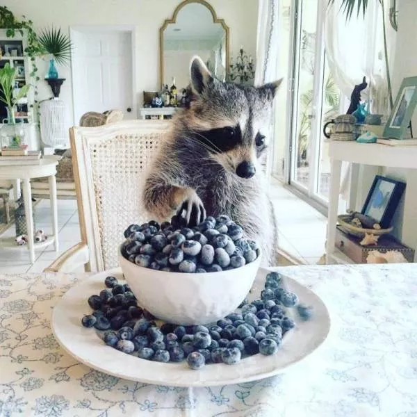 A very cute album - #2 