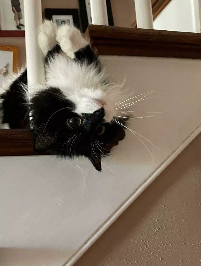 The cat break