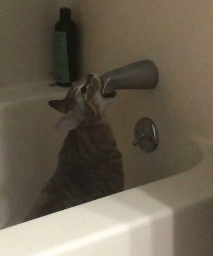 The cat break - #10 