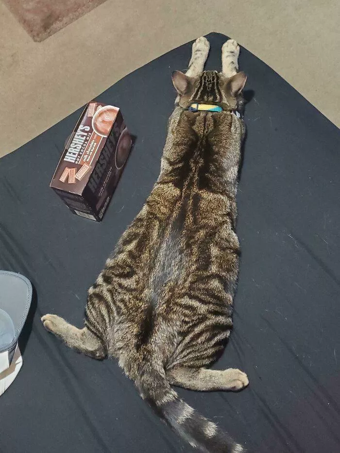 The cat break - #11 