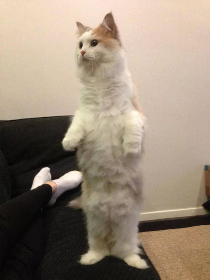 The cat break - #12 
