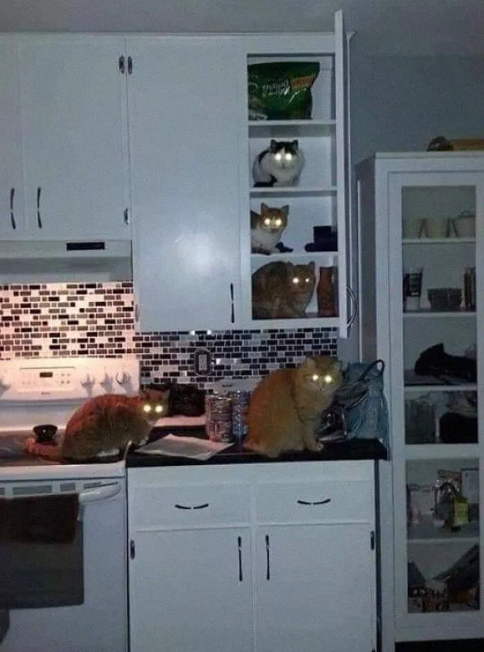 The cat break - #13 