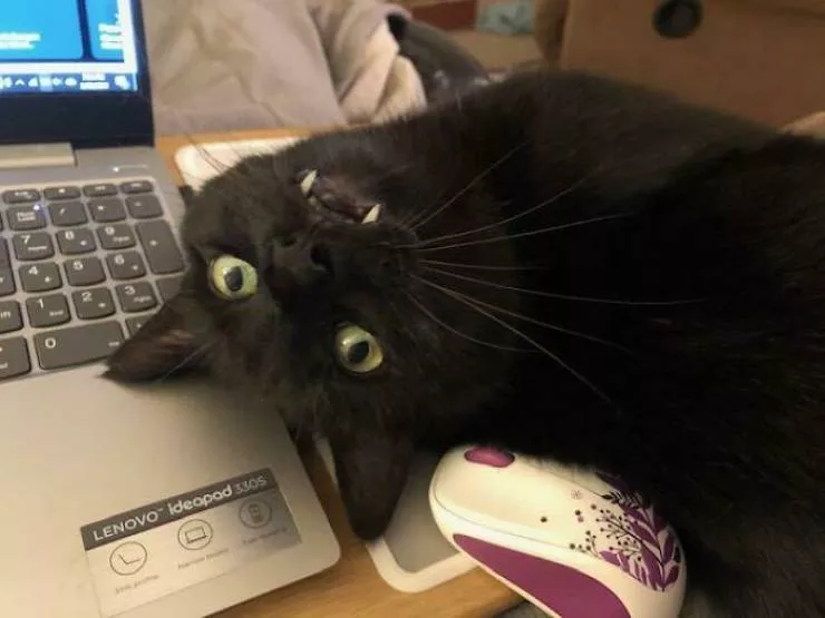 The cat break - #14 