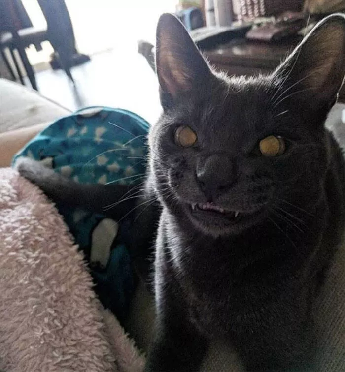 The cat break - #16 