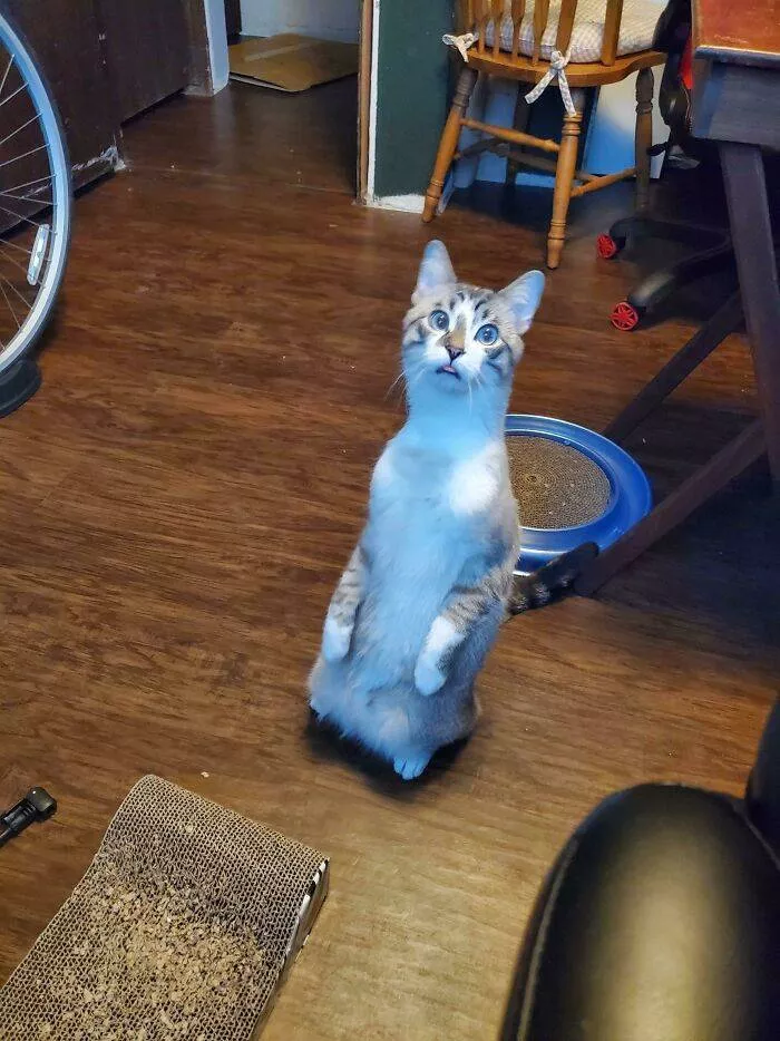 The cat break - #17 
