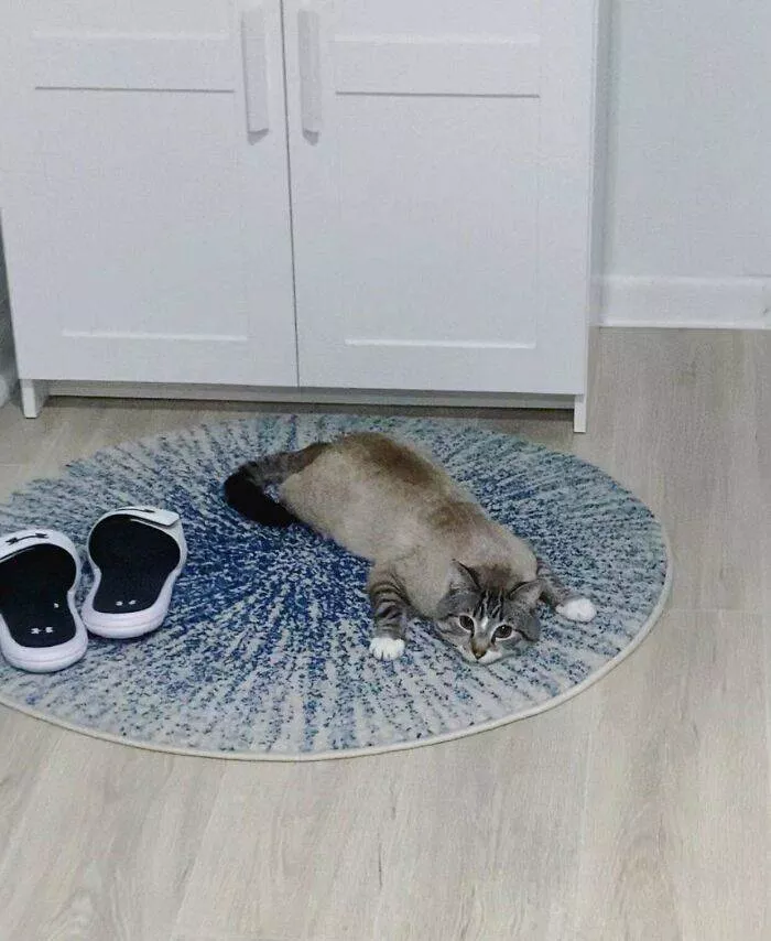 The cat break - #18 