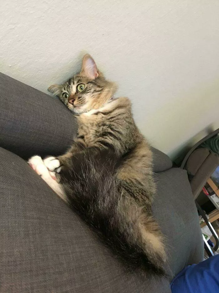 The cat break - #19 