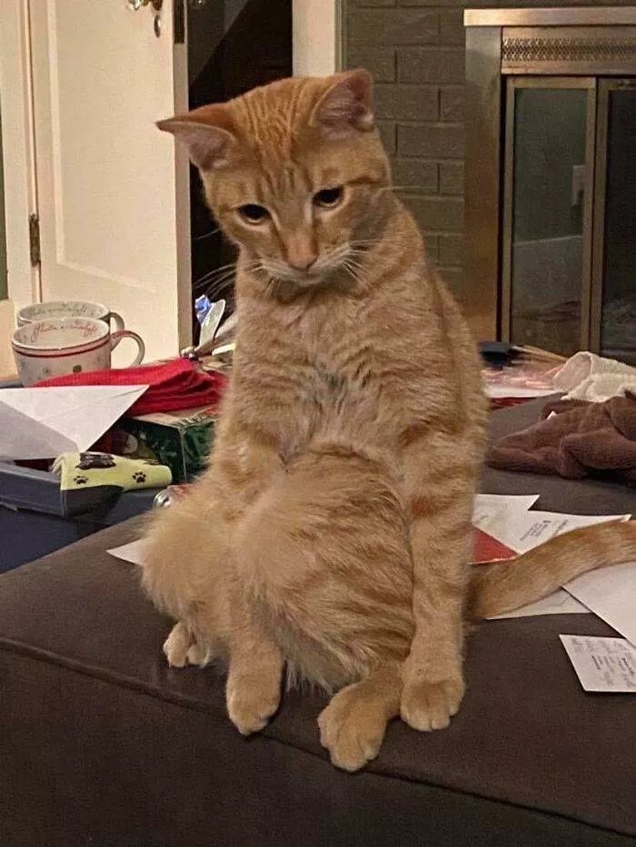 The cat break - #2 