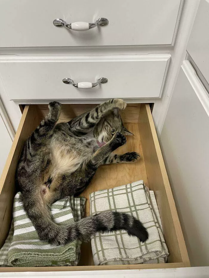 The cat break - #22 