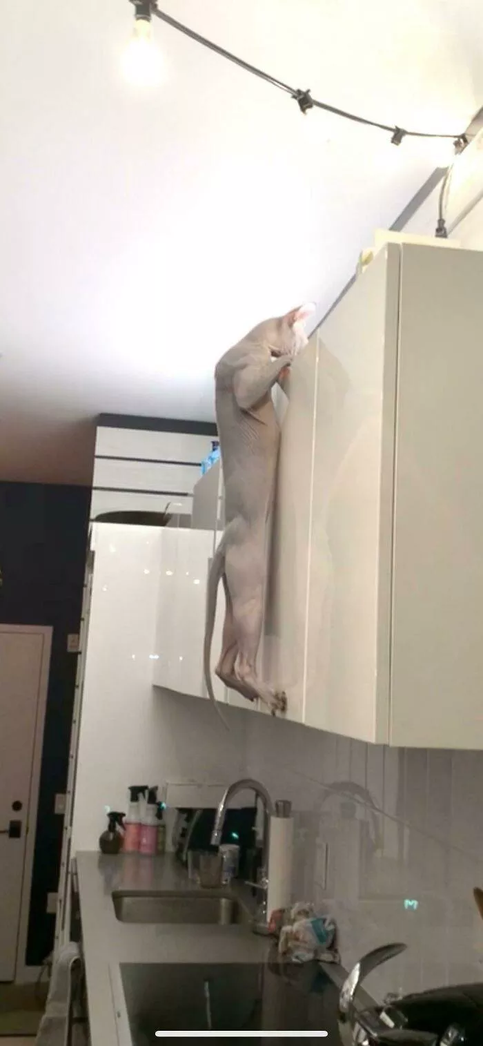 The cat break - #23 
