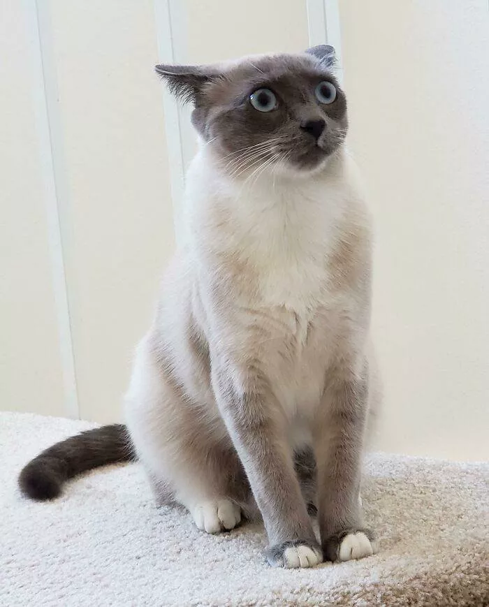 The cat break - #25 