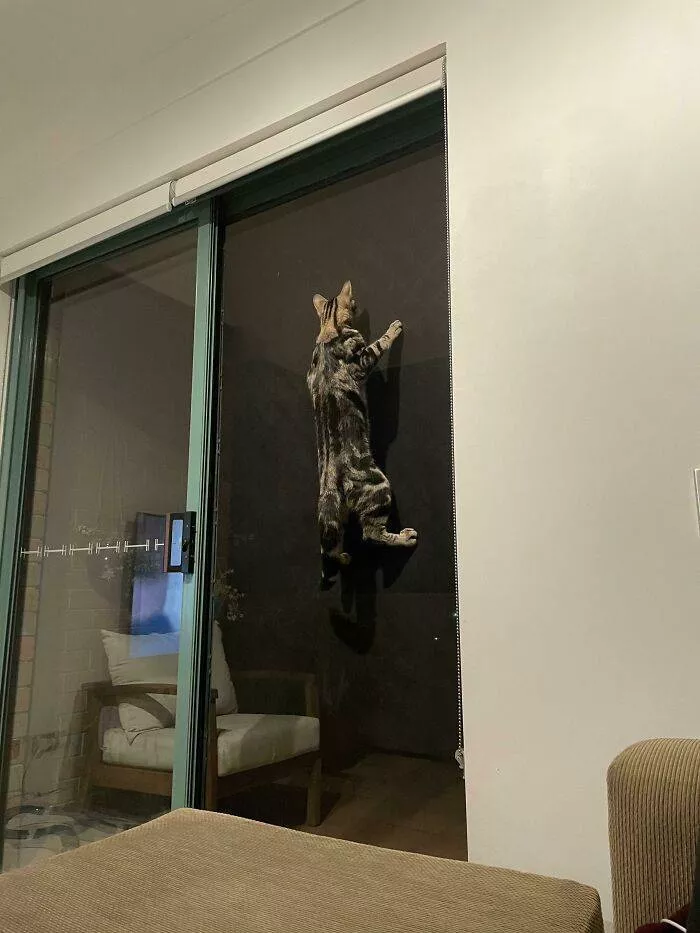The cat break - #26 