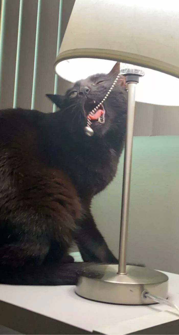 The cat break - #27 