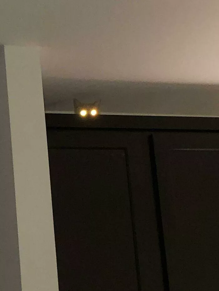 The cat break - #28 