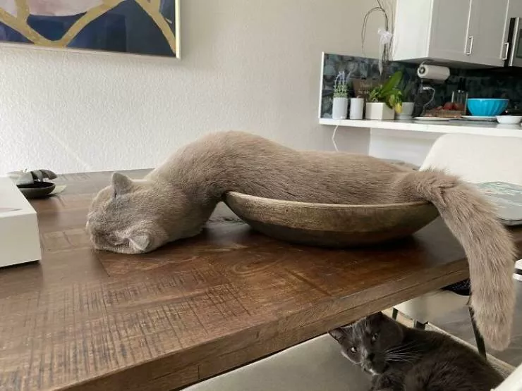 La pause chat - #3 