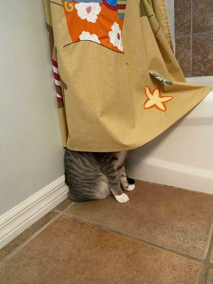 The cat break - #30 