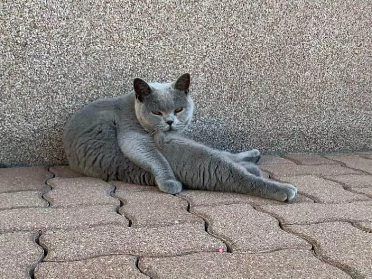 The cat break - #31 
