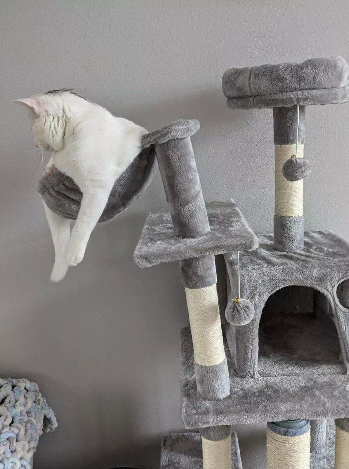 The cat break - #32 