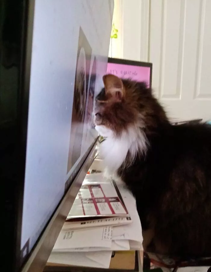 La pause chat - #33 