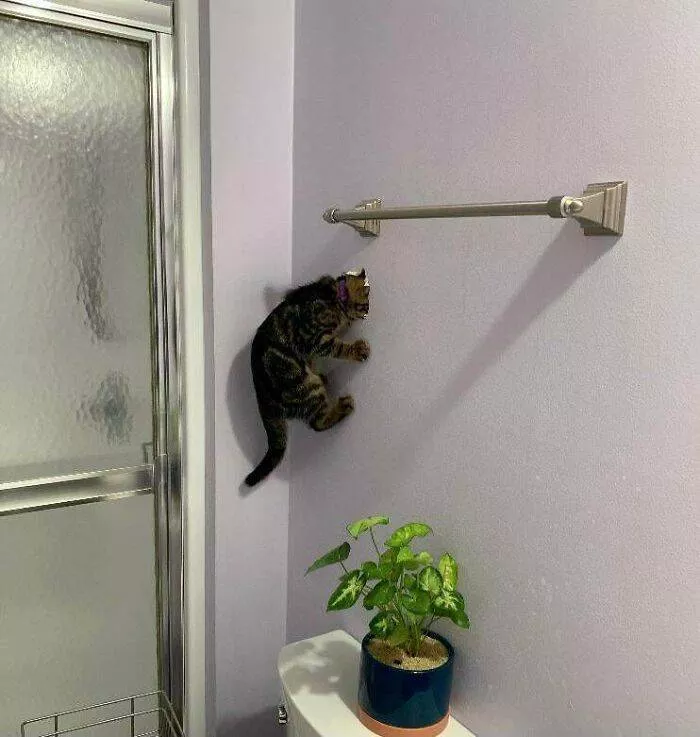 The cat break - #35 