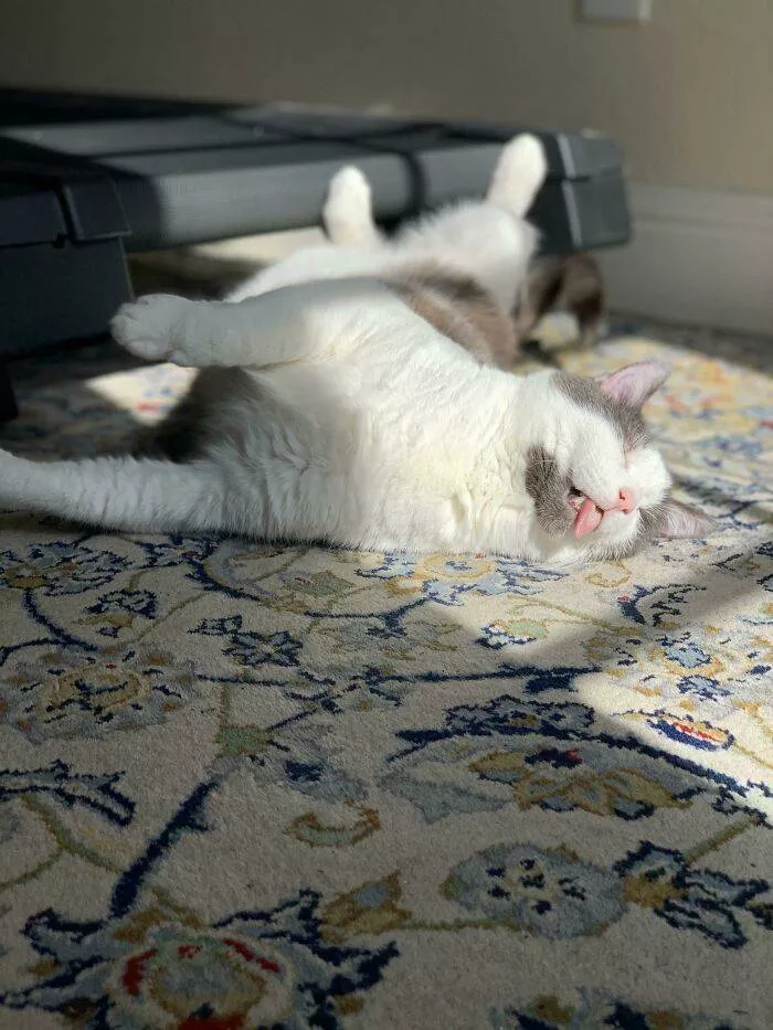 The cat break - #36 