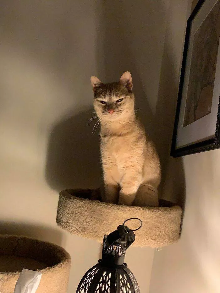 The cat break - #37 
