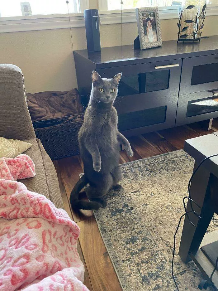 The cat break - #39 