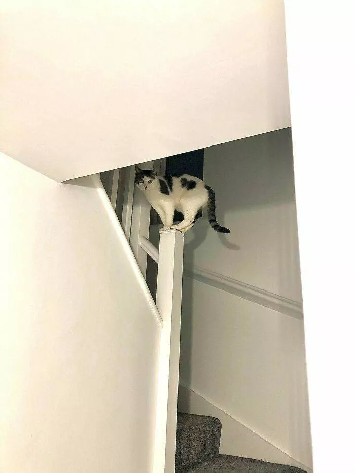 The cat break - #40 