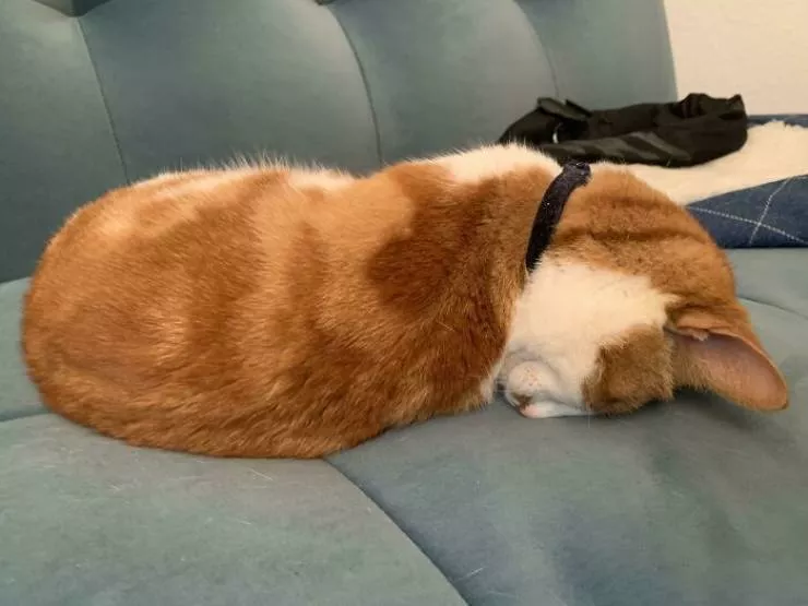 The cat break