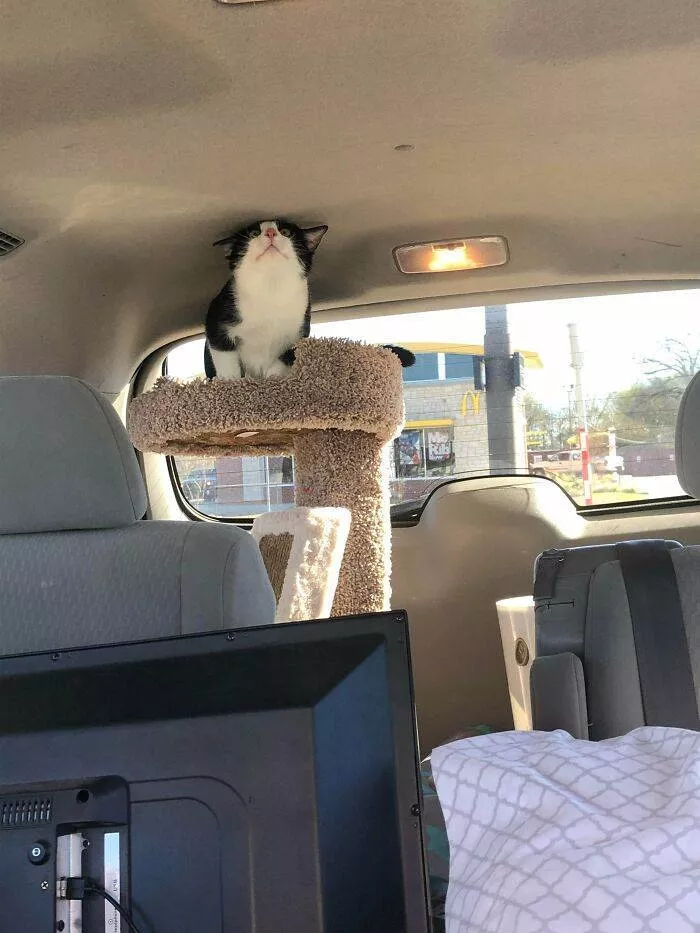 The cat break