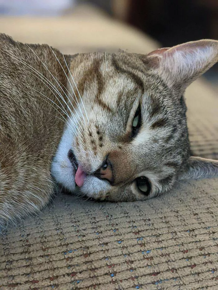 La pause chat - #43 