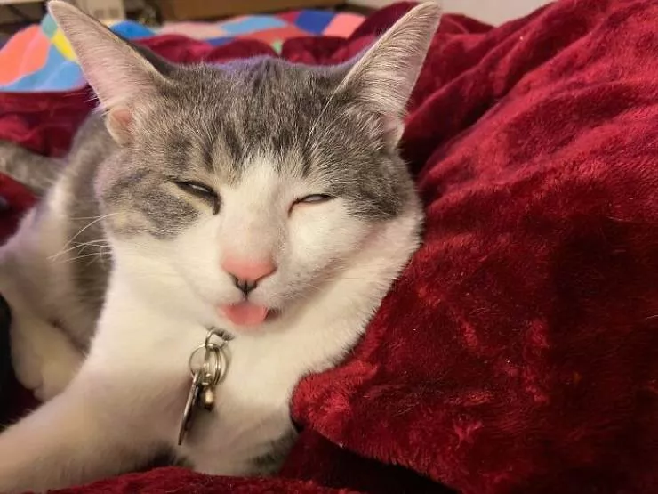 La pause chat - #44 