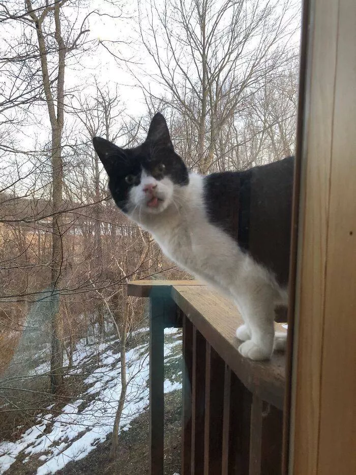 La pause chat - #45 