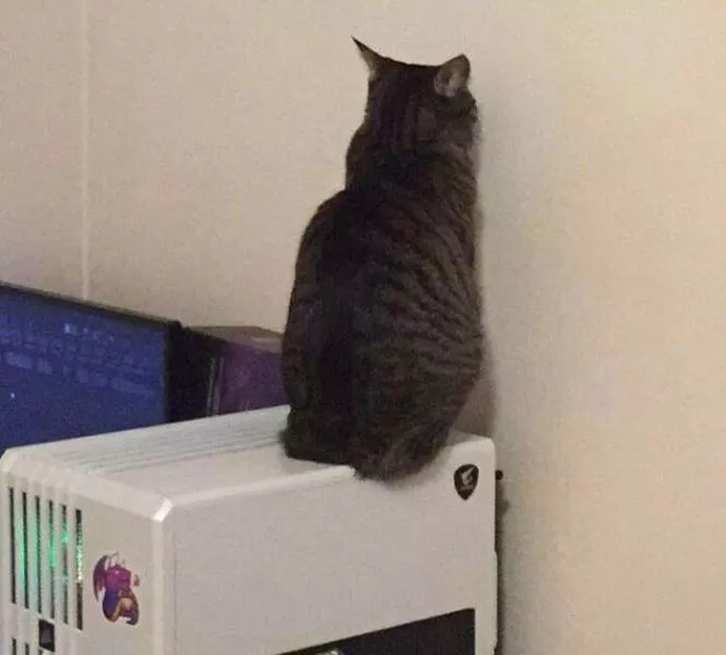 The cat break - #5 