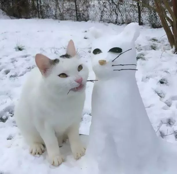 The cat break - #6 