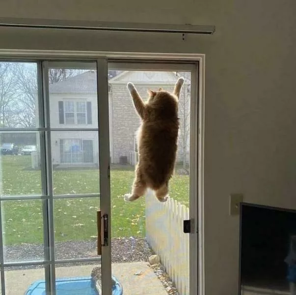 The cat break - #7 