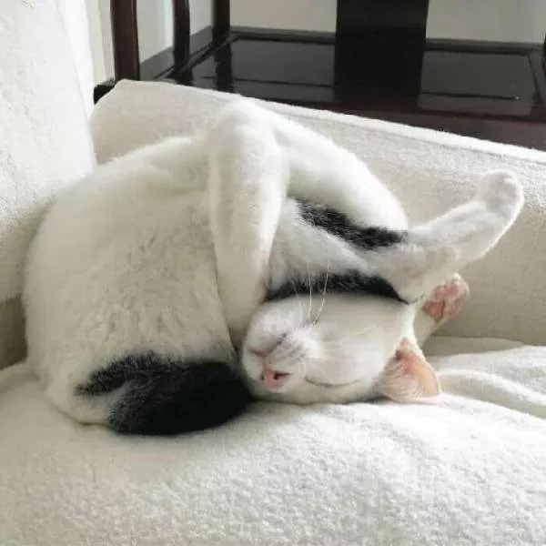 The cat break - #8 