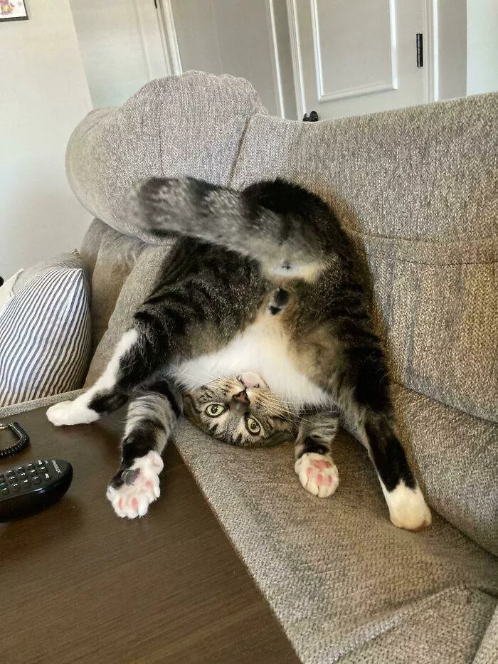La pause chat - #9 