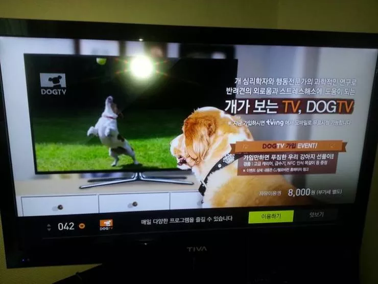 Coree du sud le futur est la - #13 Télévision dédiée aux chiens