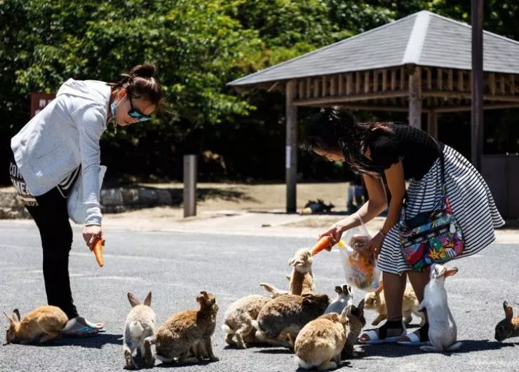 Japan a country like no other - #7 Wild rabbits