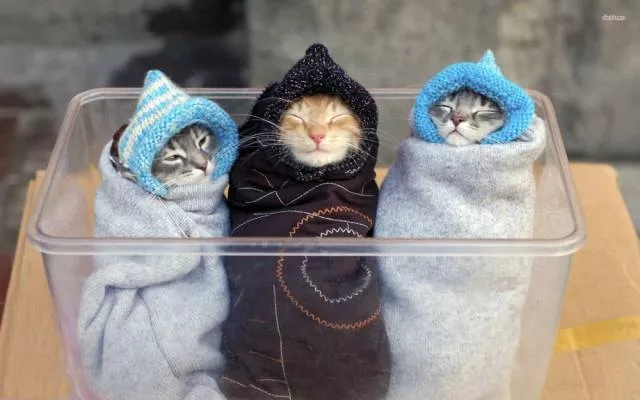 Picdump 92 - #40 