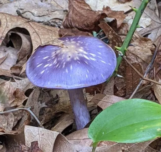 Nature is fantastic - #27 