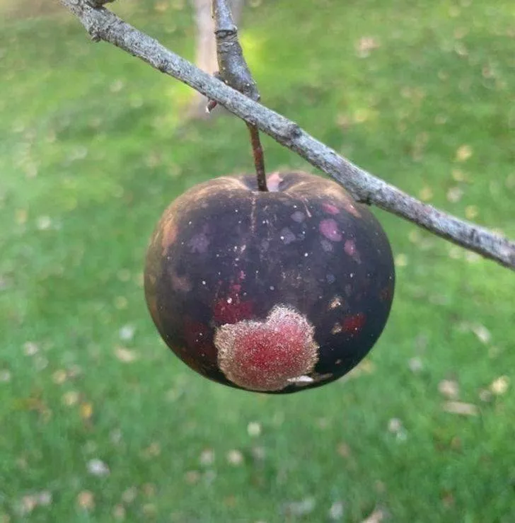La nature est fantastique - #28 