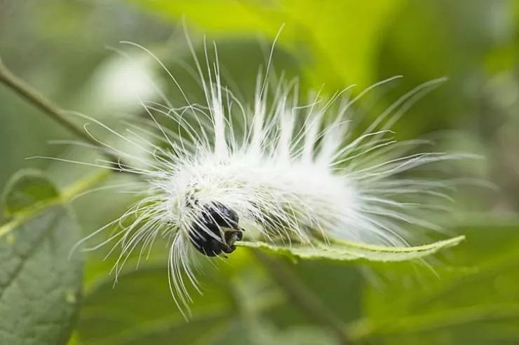 La nature est fantastique - #30 