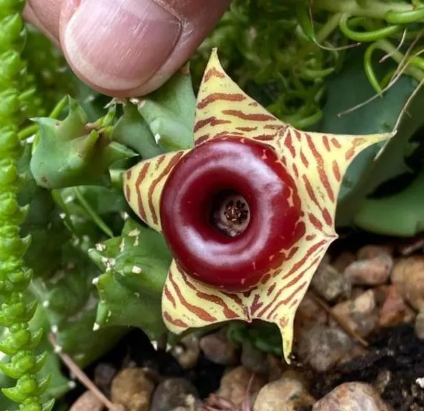 Nature is fantastic - #33 