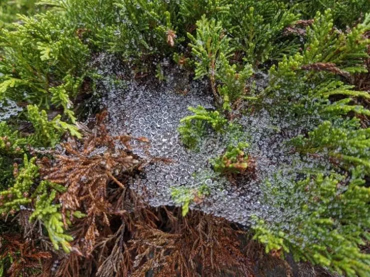 La nature est fantastique - #34 