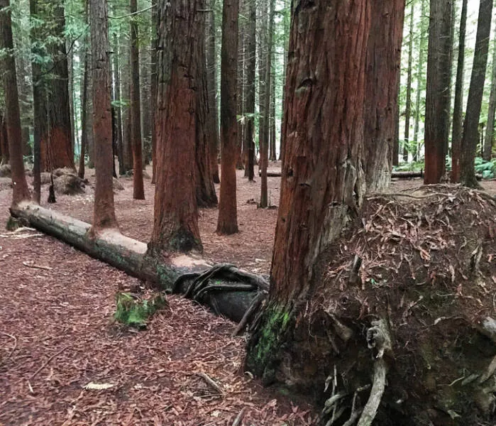 Nature is fantastic - #4 